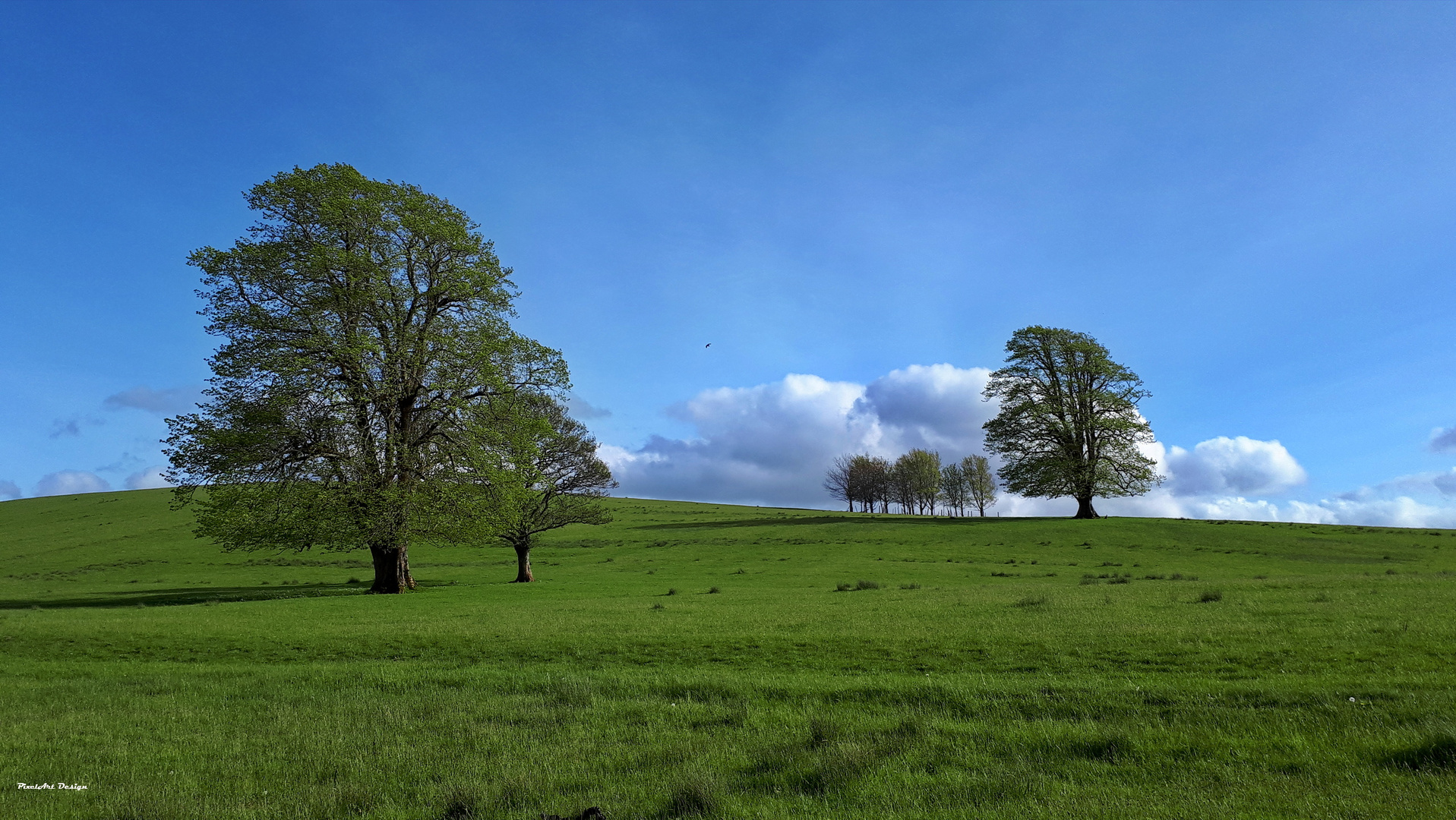 IRISH GREEN