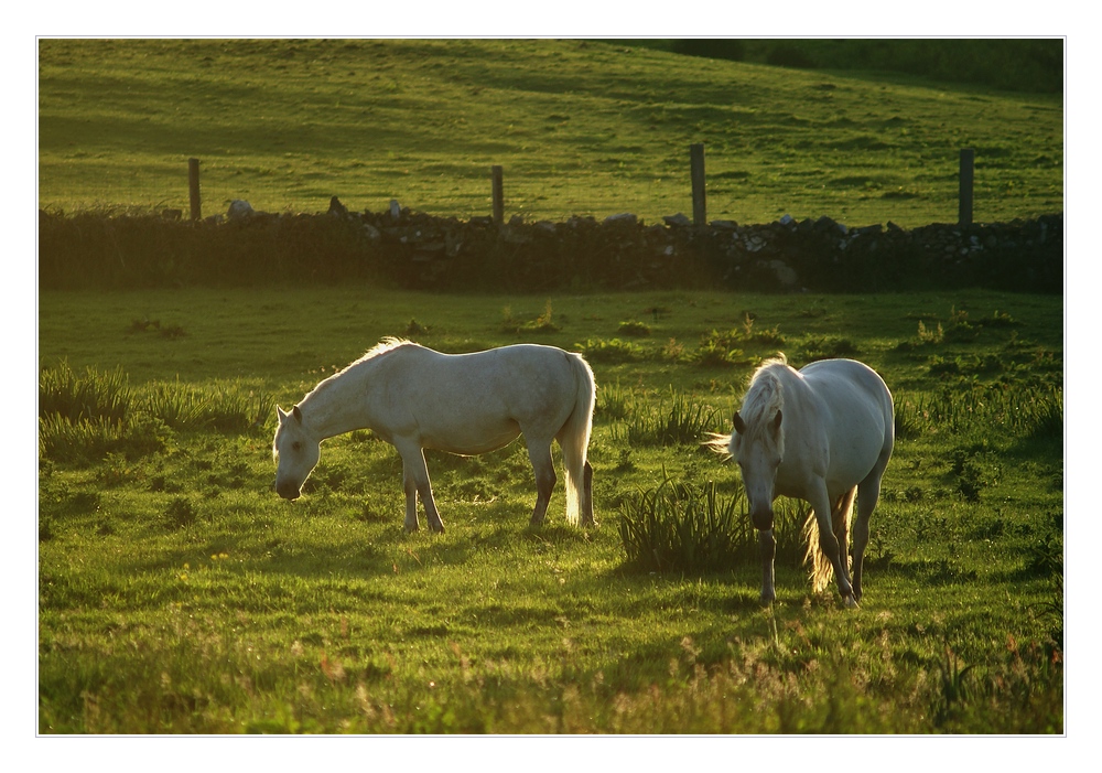 irish horses