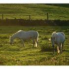 irish horses