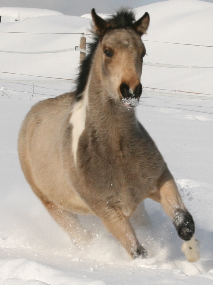 Irish Mustangpartbred