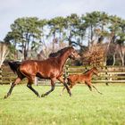 Irish National Stud