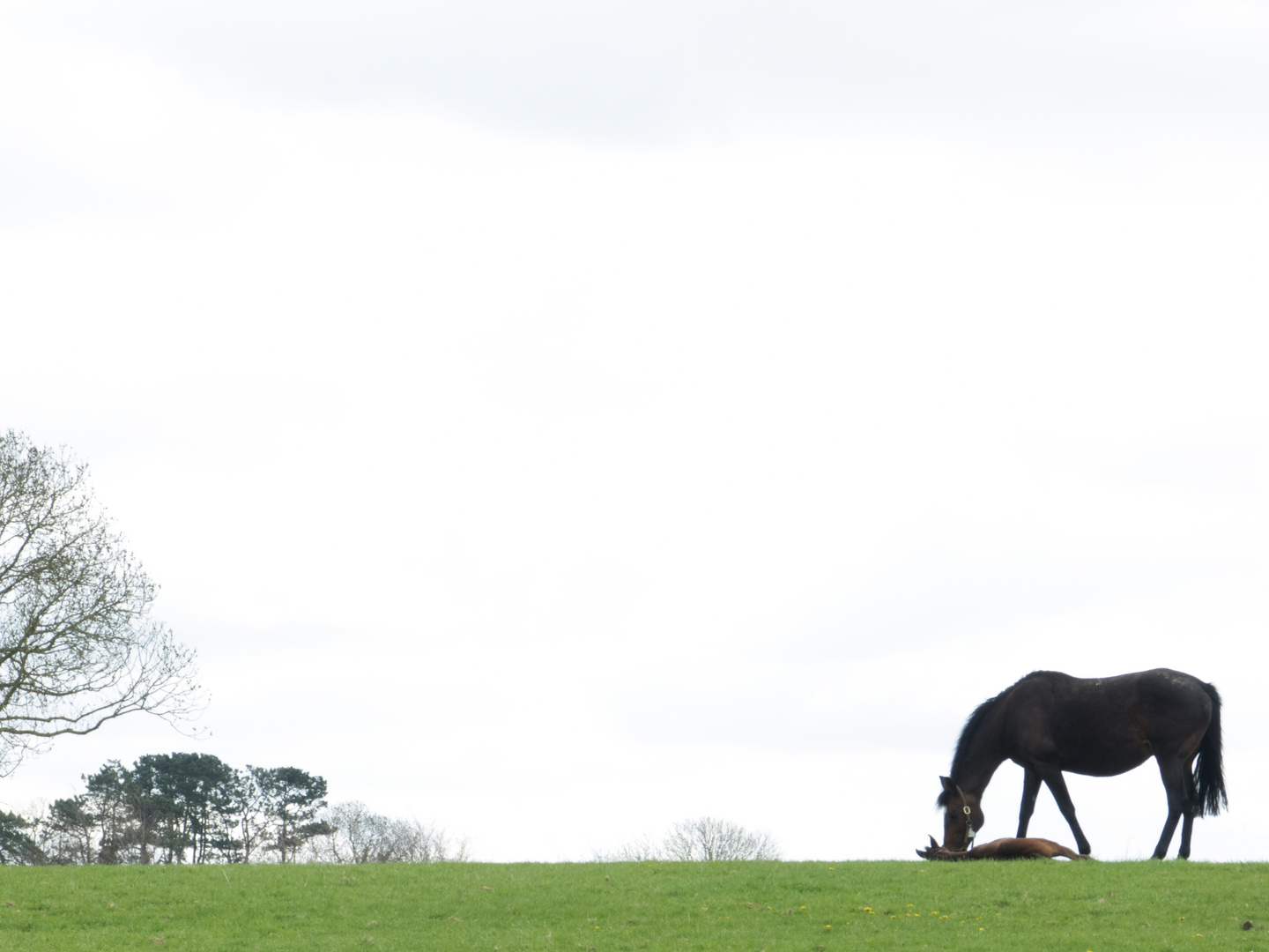 Irish National Stud