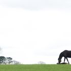 Irish National Stud