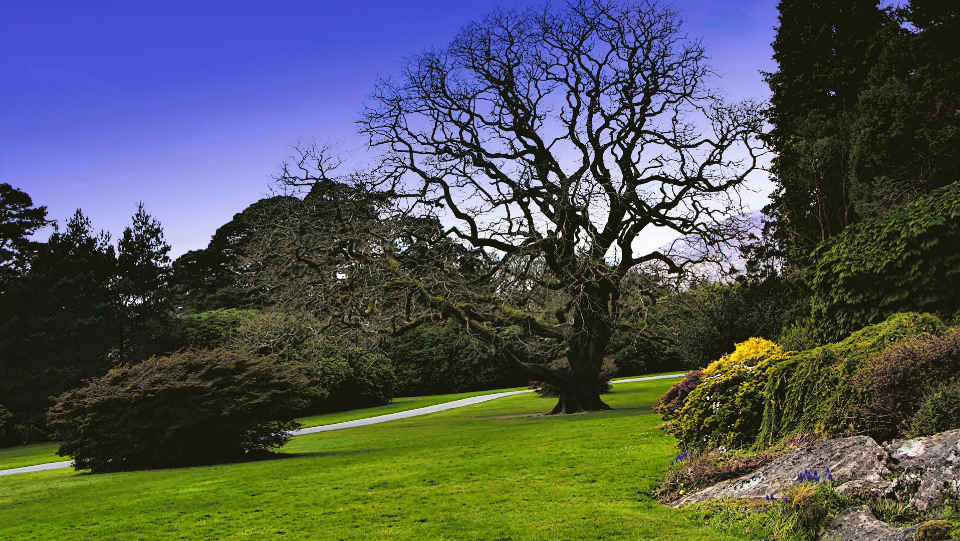 Irish - Park - Pause