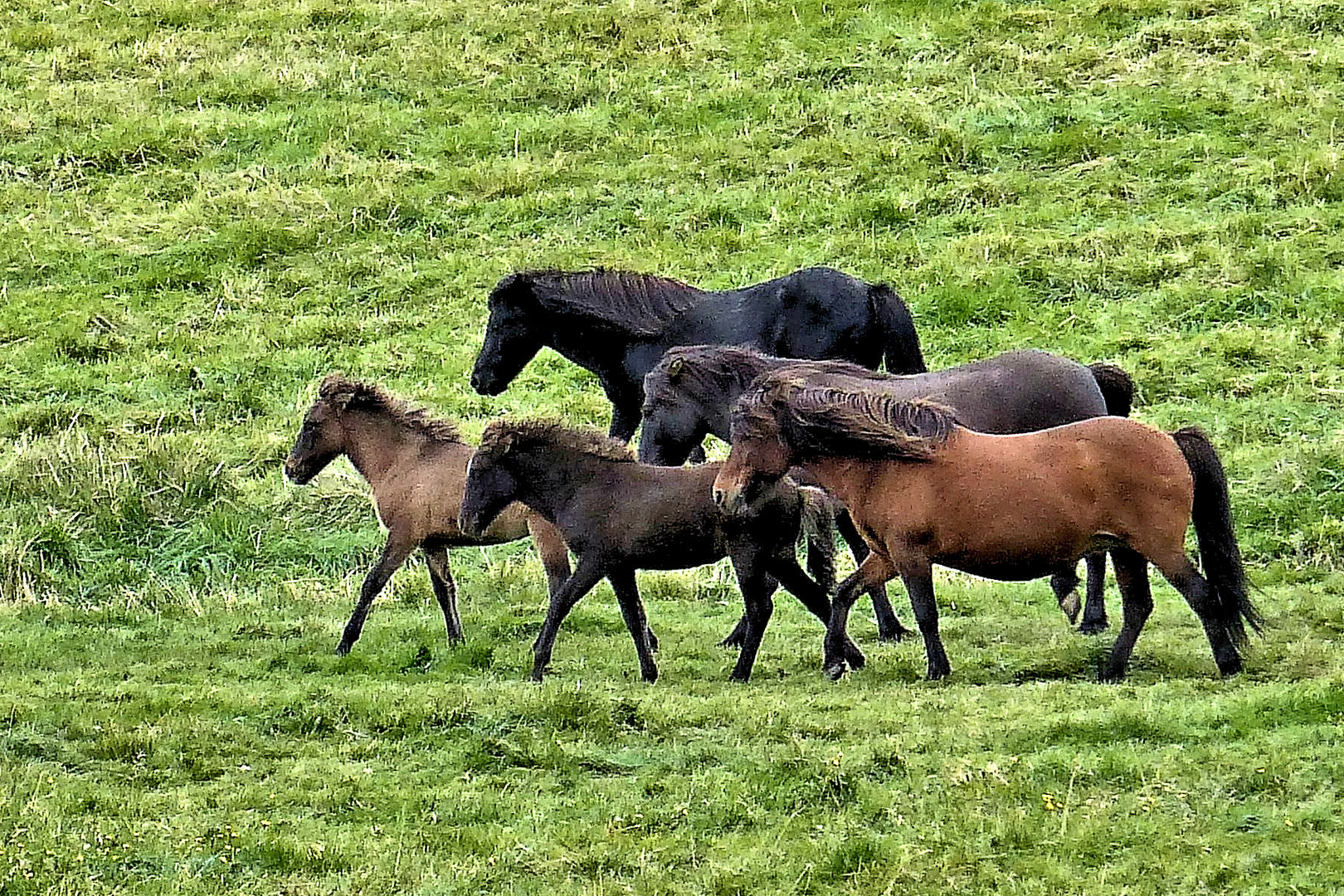 Irish Ponys