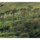 irish primeval forest