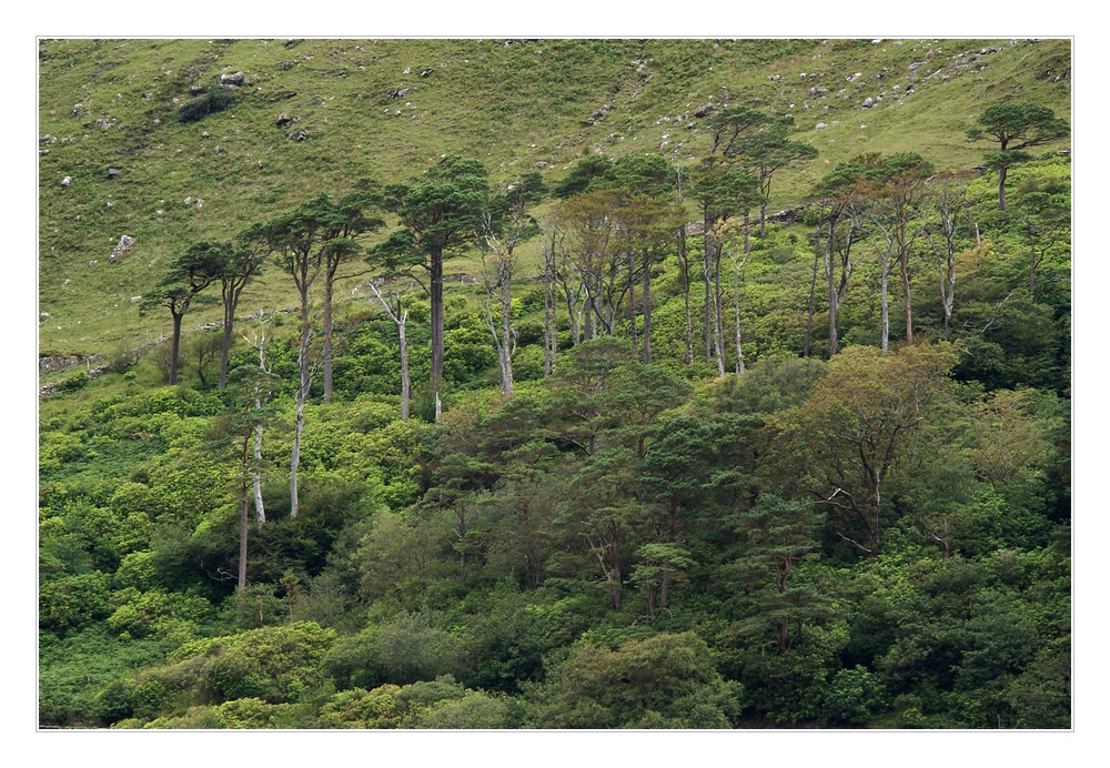 irish primeval forest