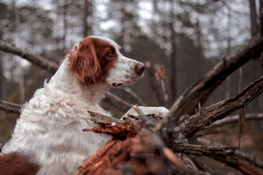 Irish Red and White Setter