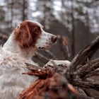 Irish Red and White Setter