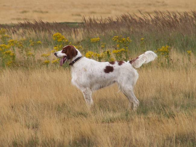 Irish Red and White Setter