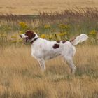 Irish Red and White Setter