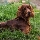 Irish Red Setter