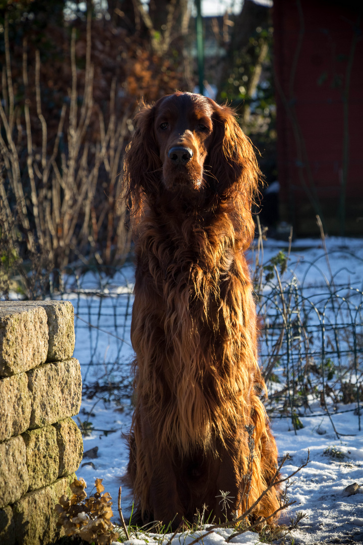 Irish Red Setter