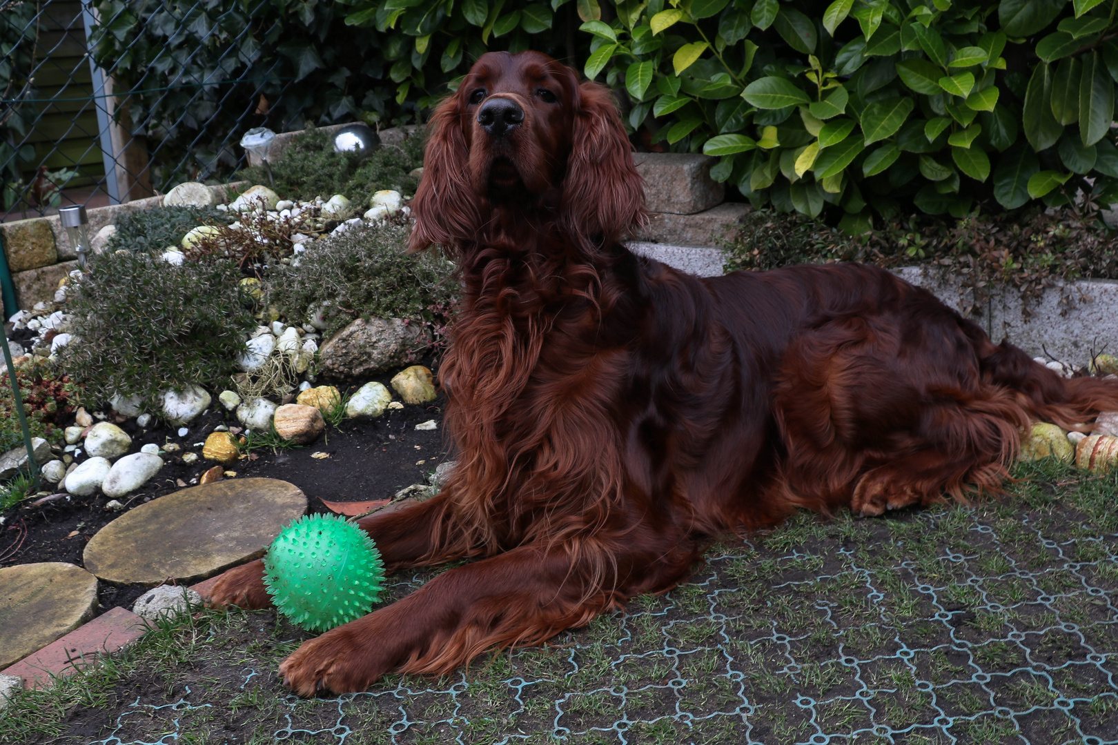 irish red setter