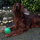 irish red setter