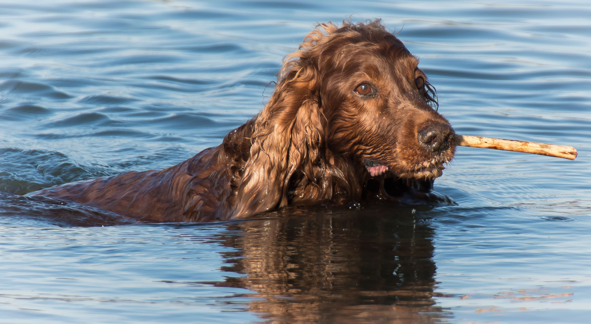 Irish Red Setter