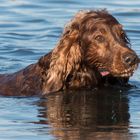 Irish Red Setter