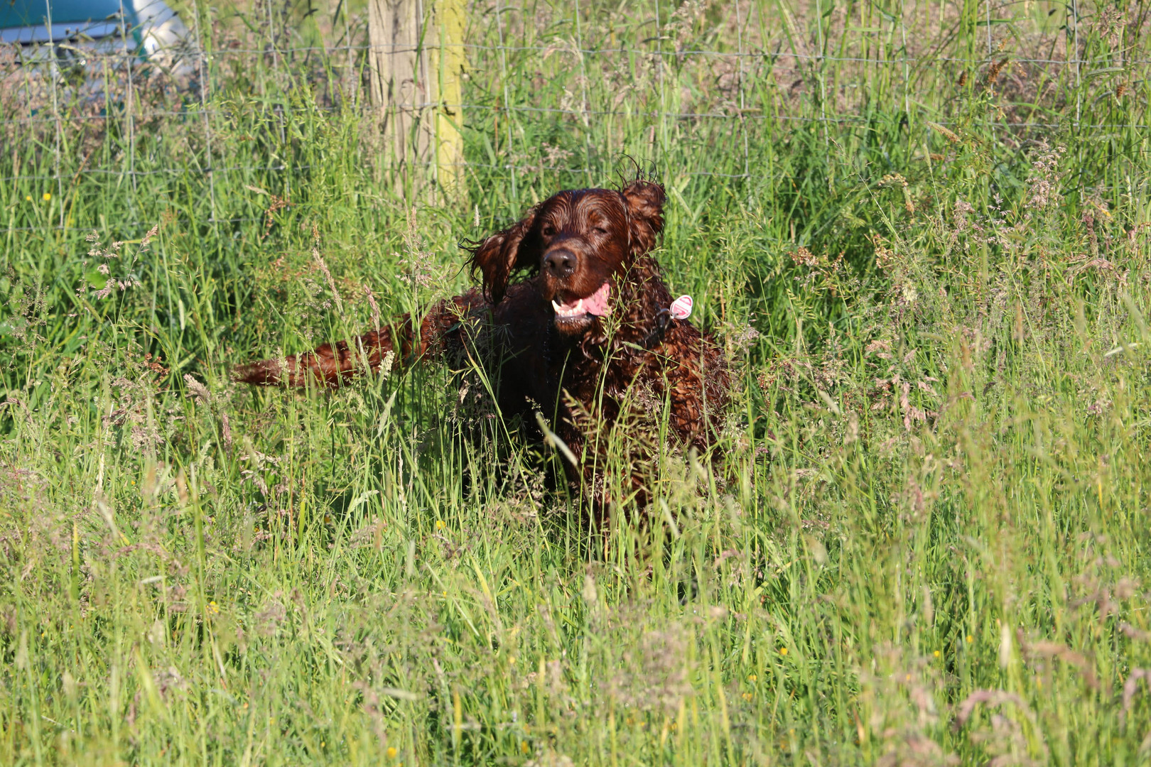 Irish Red Setter