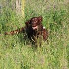 Irish Red Setter