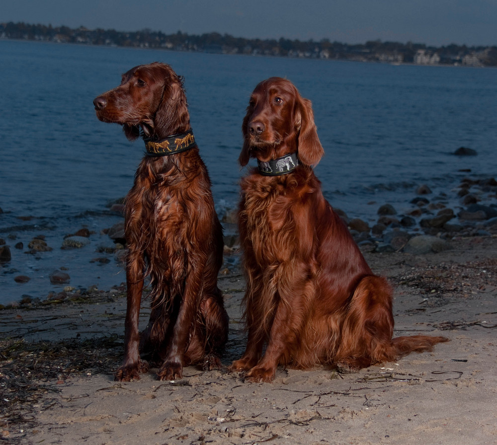 Irish Red Setter