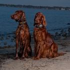 Irish Red Setter