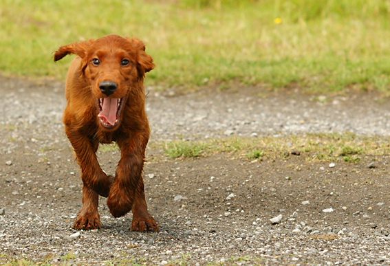 Irish red Setter