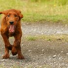 Irish red Setter