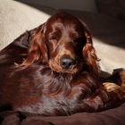 Irish Red Setter