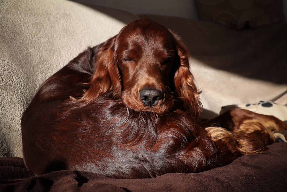 Irish Red Setter Foto & Bild red, hund, natur Bilder auf