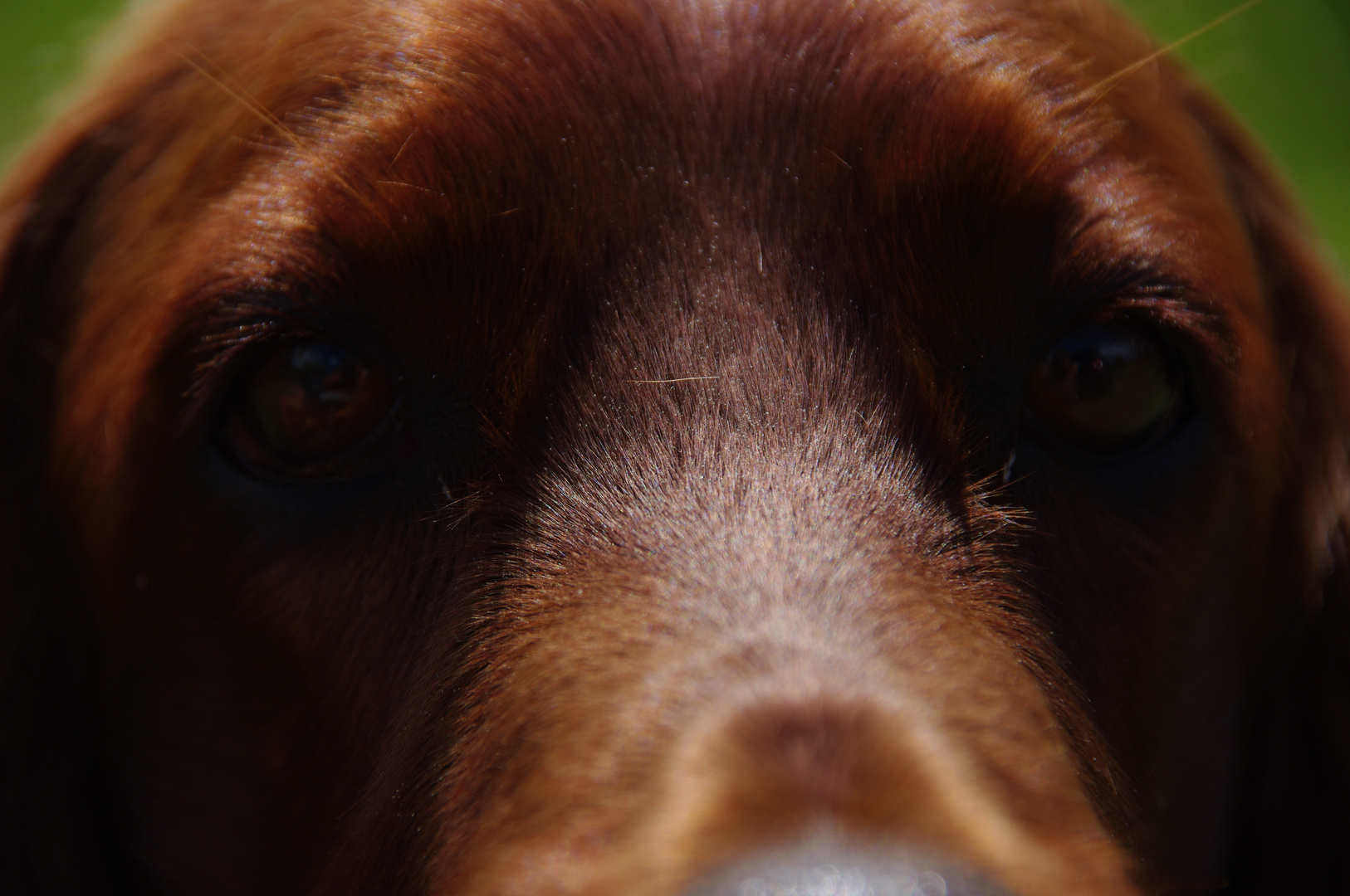 Irish Red Setter "Felice from the Old Irish Cottage"