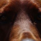 Irish Red Setter "Felice from the Old Irish Cottage"