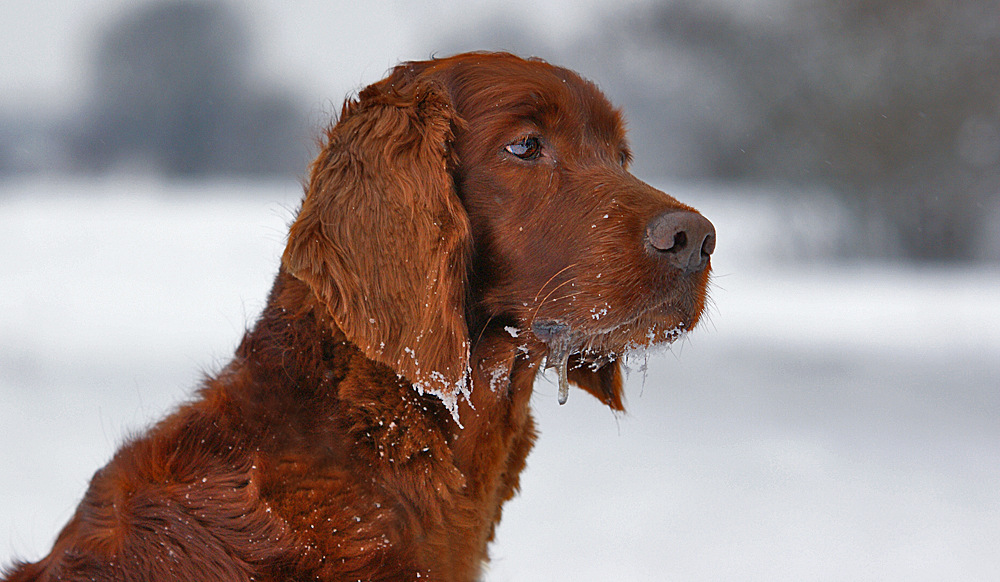 Irish red Setter Mama