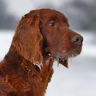 Irish red Setter Mama