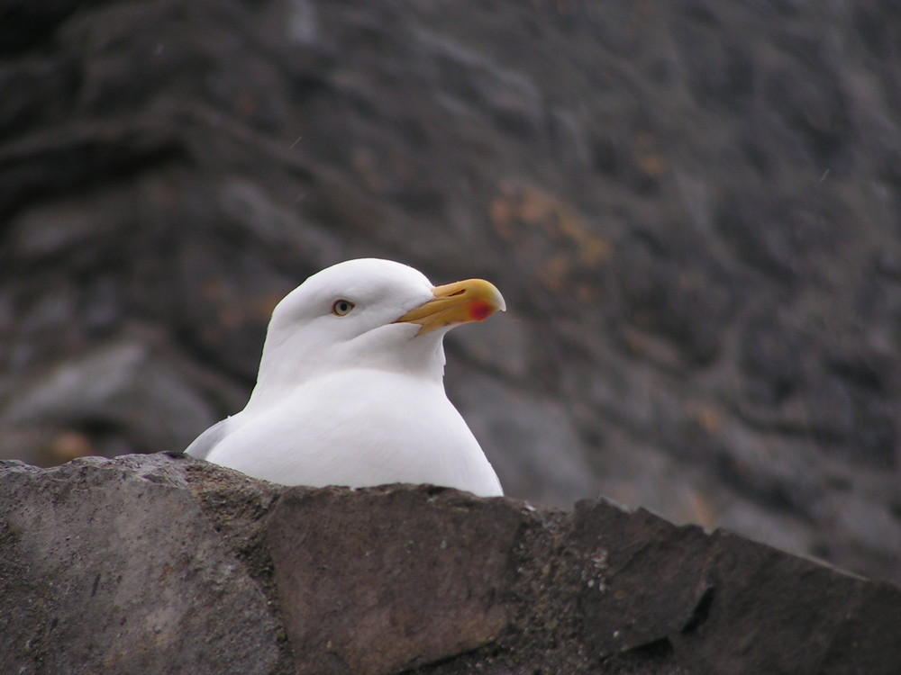 Irish seagull