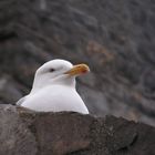 Irish seagull