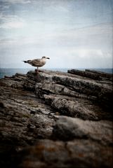 irish seagull