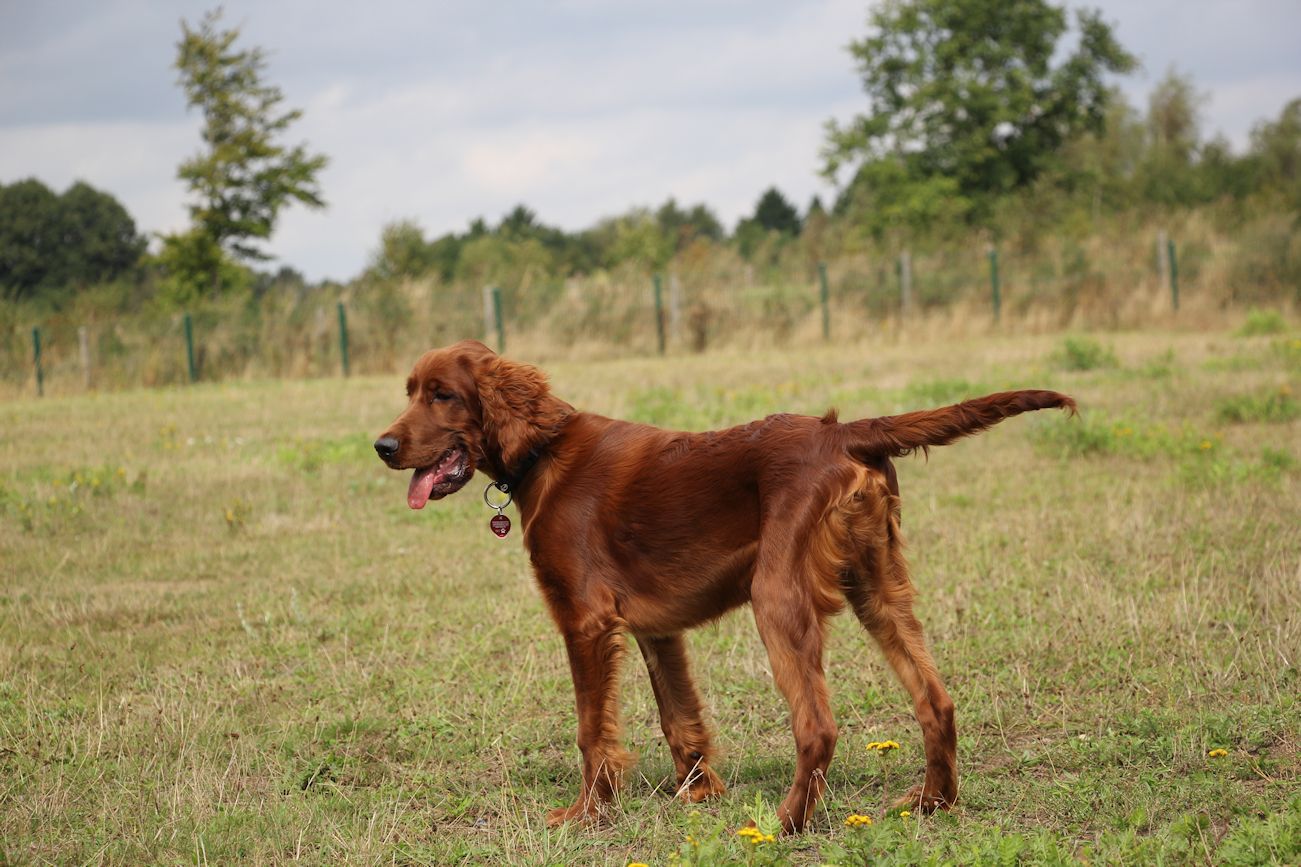 Irish Setter