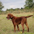 Irish Setter