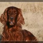 Irish Setter