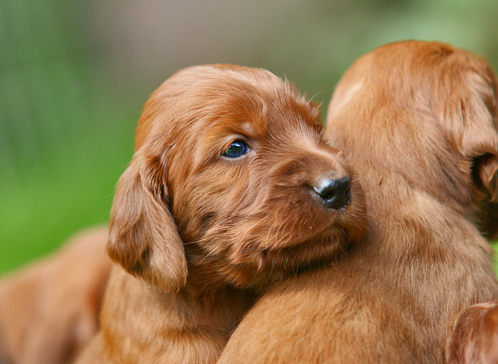 Irish-Setter