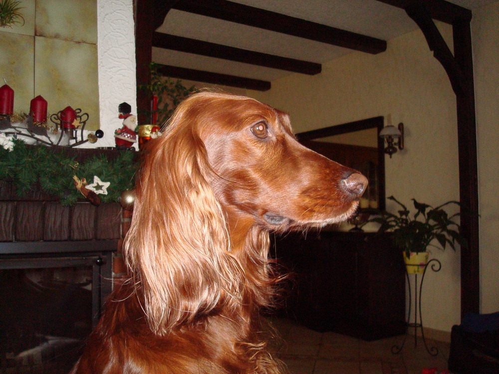 Irish Setter