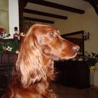 Irish Setter