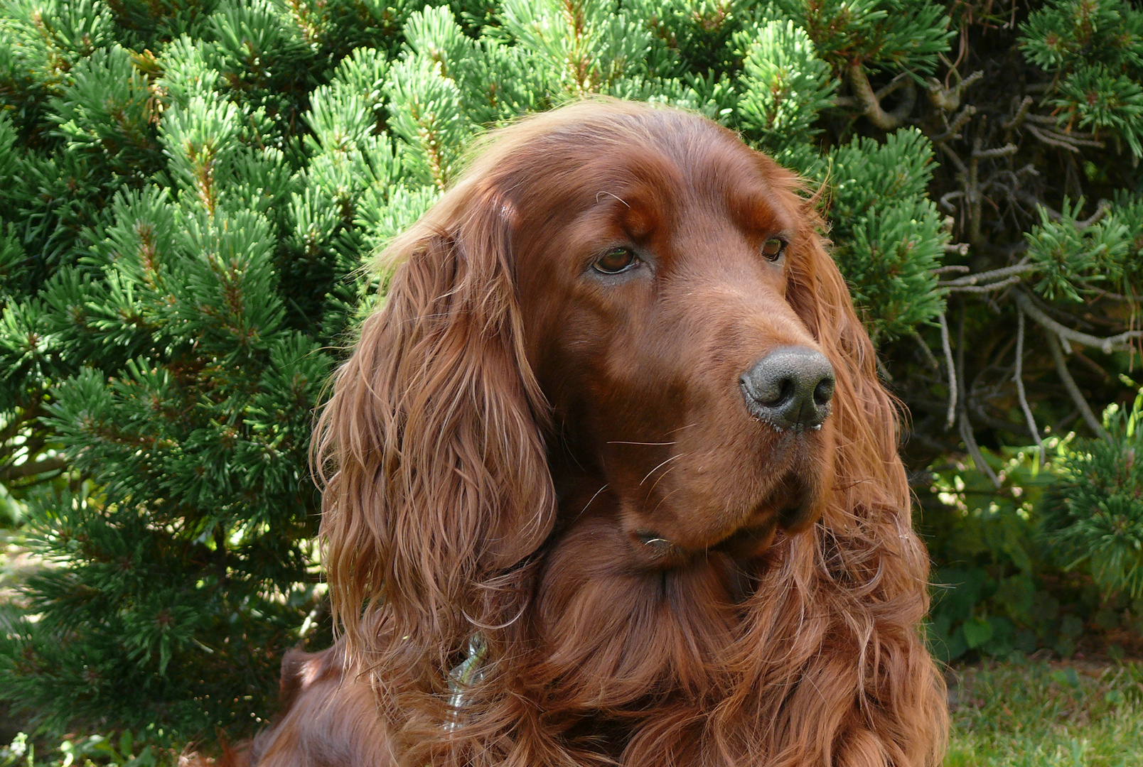 Irish Setter