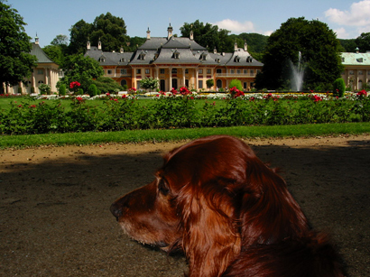 Irish Setter am Schloss Pillnitz