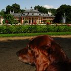 Irish Setter am Schloss Pillnitz