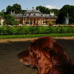 Irish Setter am Schloss Pillnitz