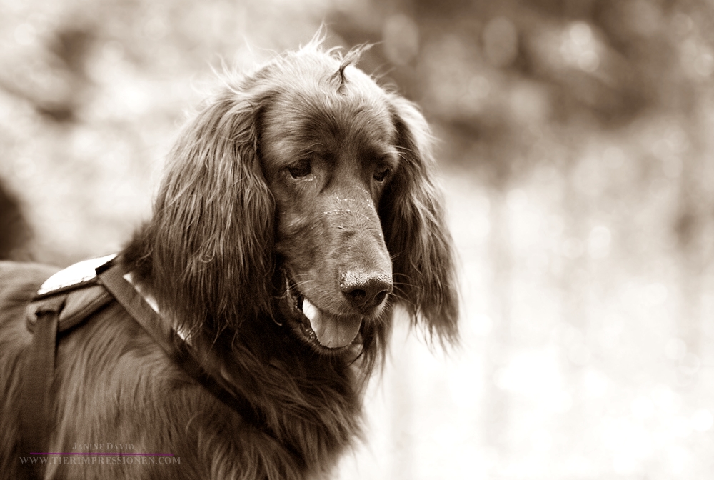 Irish Setter ... Aron