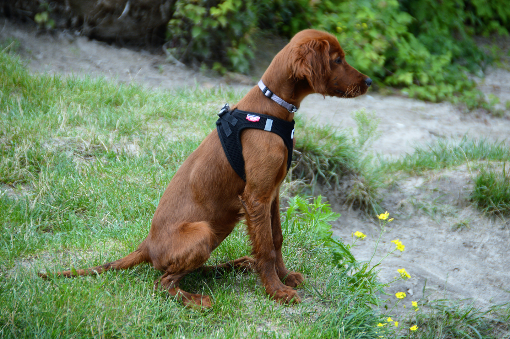 Irish Setter 