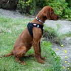 Irish Setter 