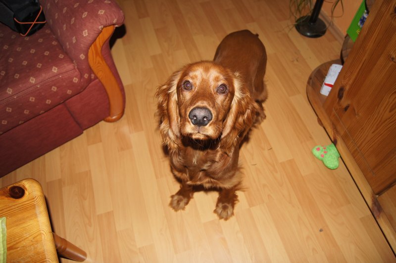 Irish Setter - Dackel :)